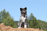 AKITA INU 476